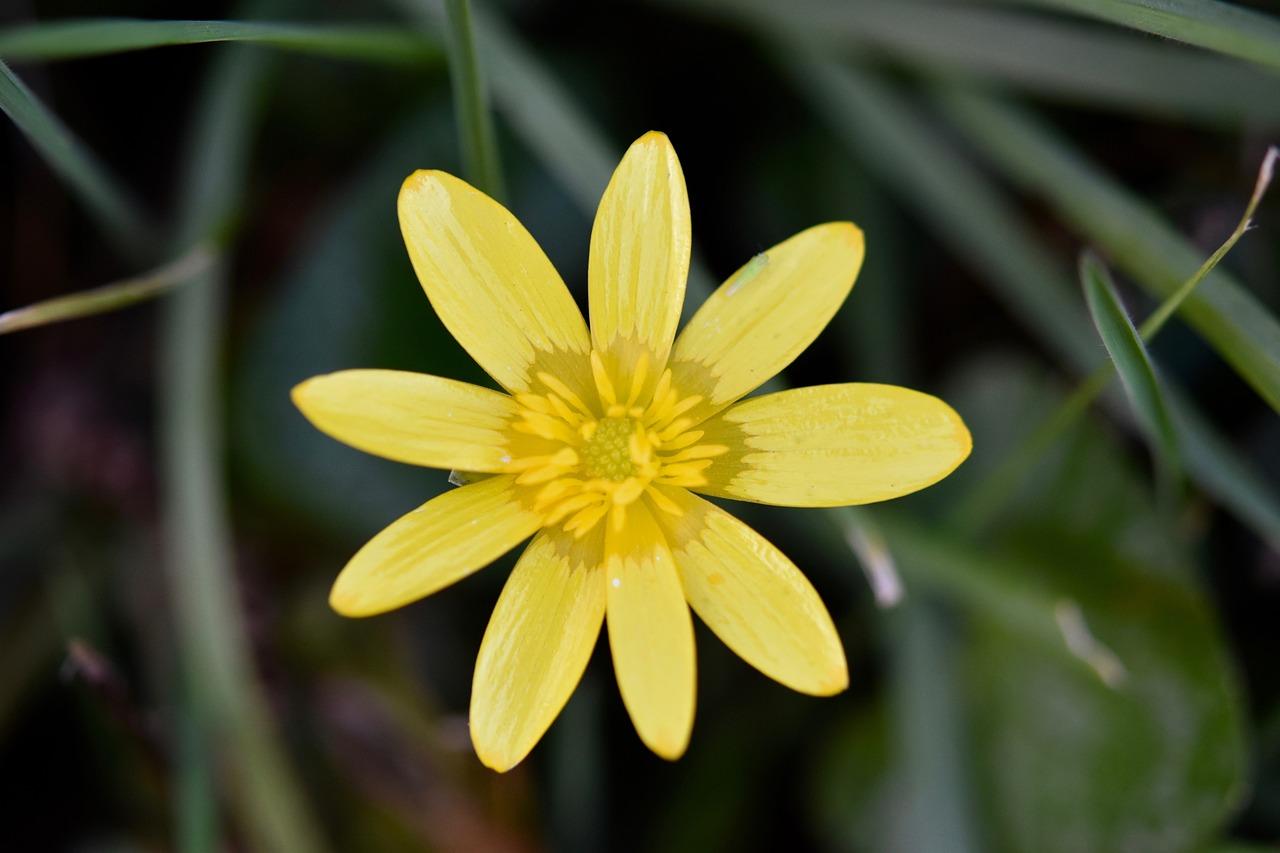 category image